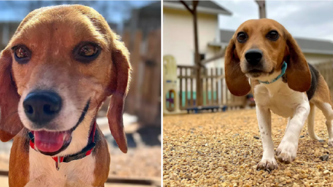 400 Beagles Set To Be Euthanized In Virginia Were Rescued And Are Now Up For Adoption