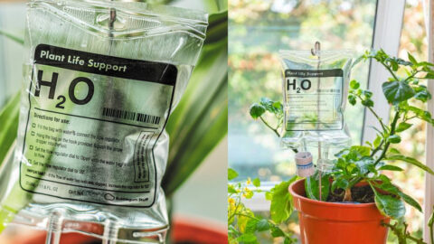 These Plant IV Water Bags Are Perfect For The Person Who Kills All Their Plants
