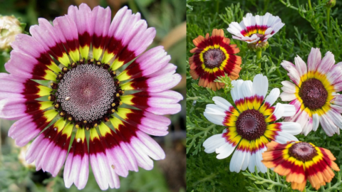 This Mix Of Painted Daisy Flowers Is The Splash Of Color Your Yard Needs This Summer