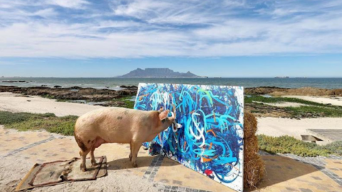 Pigcasso Is A World-Famous Painting Pig And Her Works Sell For Thousands