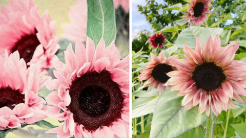 You Can Plant Midnight Oil Pink Sunflowers and I Need Them In My Yard