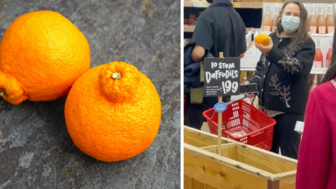 Sumo Oranges Are Going Viral On TikTok Right Now. Here’s Why.