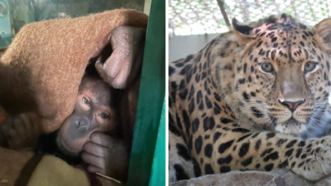 A Ukrainian Zoo Is Begging For Help To Save The Animals. Here’s How You Can Help.