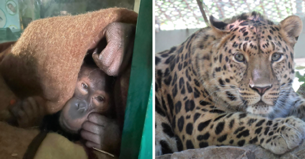 A Ukrainian Zoo Is Begging For Help To Save The Animals. Here’s How You Can Help.