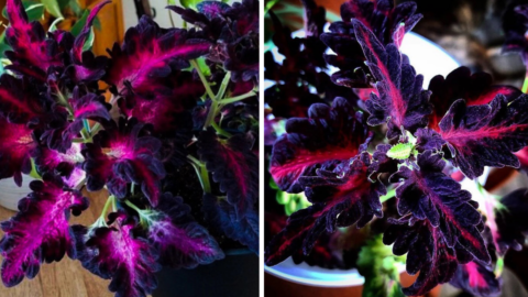 You Can Grow Black Dragon Coleus Plants And They Are Perfect For Your Gothic Garden