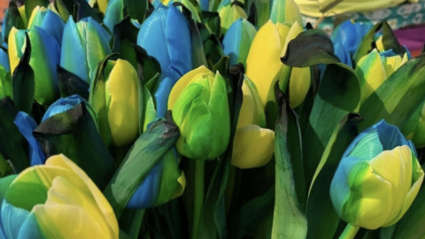 These Yellow and Blue Tulips Were Made to Honor Ukraine and Named the “Tulip Ukraine”
