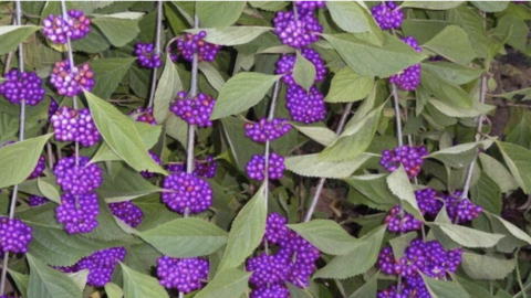 This Shrub Is A Natural Mosquito Repellent That You Can Grow In Your Yard