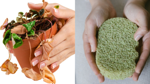 If You Have Dying Plants, Try This Simple Sponge Hack
