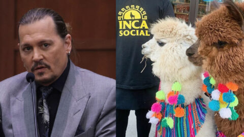 Woman Brings Alpacas to Johnny Depp’s Trial To Try To Cheer Him Up