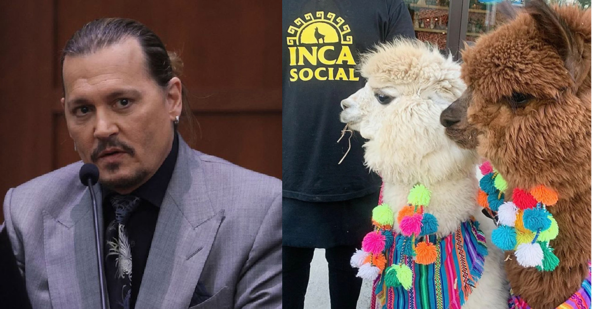 Woman Brings Alpacas to Johnny Depp’s Trial To Try To Cheer Him Up