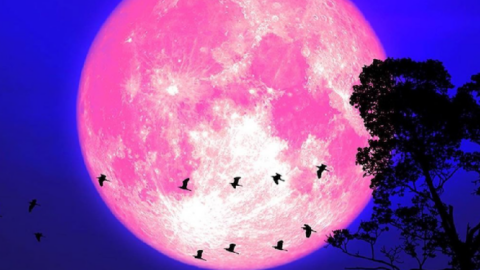 Here Is Everything You Need To Know About April’s Full Pink Moon
