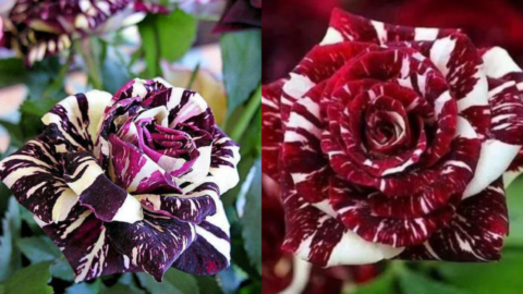 You Can Plant A Black Dragon Rose Bush And It Is Gorgeous