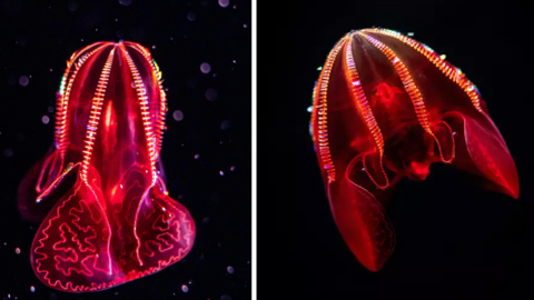 This Jelly Fish Poops Glitter and It Was Caught on Camera For The First Time Ever