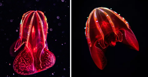 This Jelly Fish Poops Glitter and It Was Caught on Camera For The First Time Ever