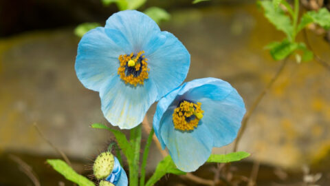 You Can Grow Blue Himalayan Poppies That Are Edible
