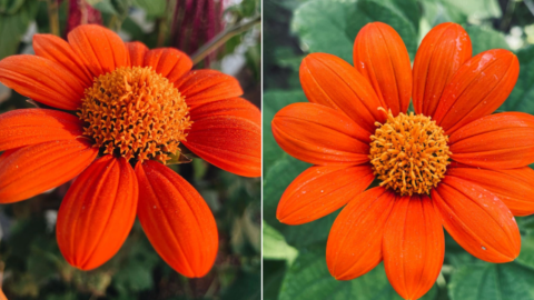 You Can Plant Mexican Torch Sunflowers That Have Bright Orange Petals