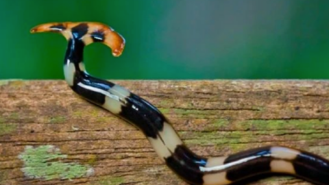 This Nearly Immortal Carnivorous Worm Is Invading The South. Here’s What You Need to Know.