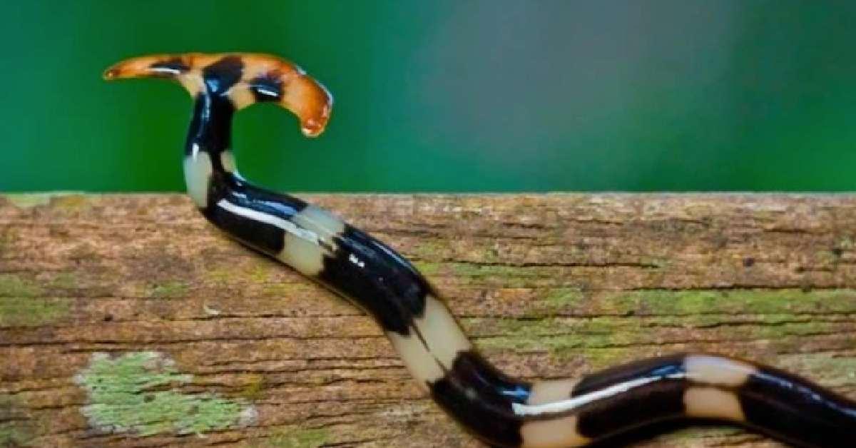 This Nearly Immortal Carnivorous Worm Is Invading The South. Here’s What You Need to Know.