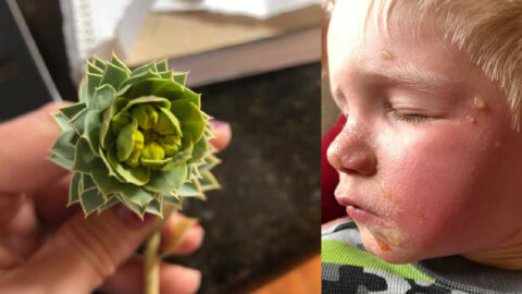 There’s An Invasive, Toxic Plant That is Sending People to The Hospital. Here’s What You Need to Know.