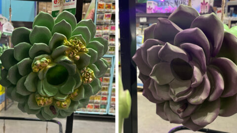 Lowe’s Is Selling $20 Succulent Birdhouses You Can Hang in Your Yard