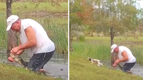 This Man Jumped Into A Pond To Rescue His Puppy From An Alligator And He’s A Hero