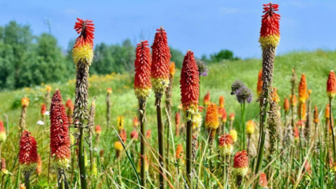 You Can Plant Red Hot Poker Torch Lily Flowers In Your Yard and I’m Obsessed