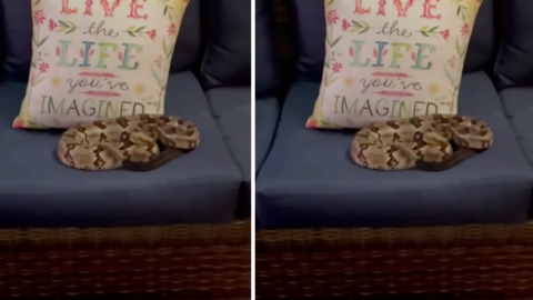 This Family Found A Rattlesnake Curled Up On Their Couch After They Were Just Sitting On It