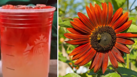 How to Order The Sunflower Drink off The Starbucks Secret Menu