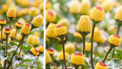 You Can Plant Flowers That Look Like Tiny Eyeballs That Can Also Be Used Soothe Toothache Pain