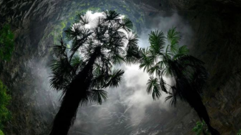 Cave Explorers Found An Ancient Forest In A Sinkhole And It’s Amazing