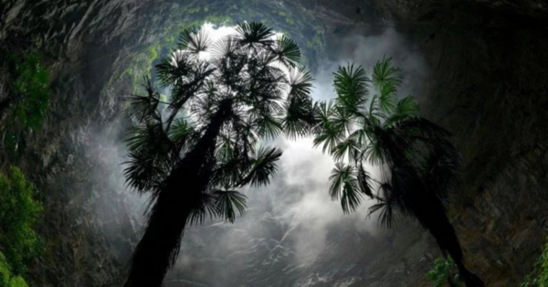 Cave Explorers Found An Ancient Forest In A Sinkhole And It’s Amazing