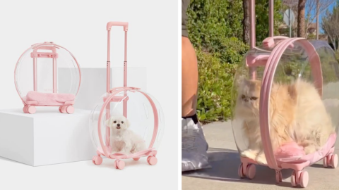 You Can Get A Rolling Pet Carrier For The Pet That Likes To Ride In Style