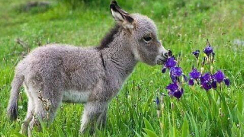 There Are Dwarf Donkeys You Can Own As A Pet And They Are Adorable