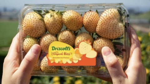 Tropical Bliss Strawberries Exist and They Taste Exactly Like Tropical Punch