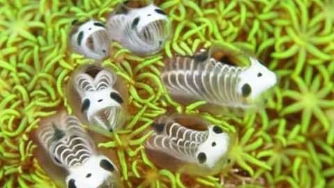 These Skeleton Panda Sea Squirts May Just Be The Coolest Thing on The Planet
