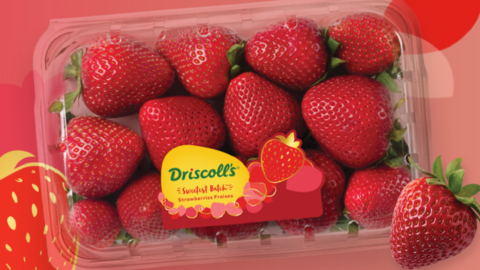 Sweetest Batch Strawberries Are Loaded with Fruit Punch and Strawberry Candy Flavor