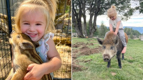 This Toddler Is Best Friends With a Pig and It’s the Cutest Thing on The Internet