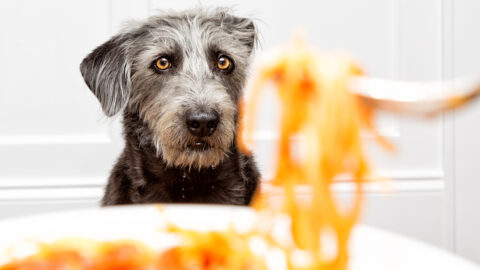 An Airbnb Guest Said They Were Fed Dog Food Spaghetti By The Owner Of The Property and I Just Can’t Deal