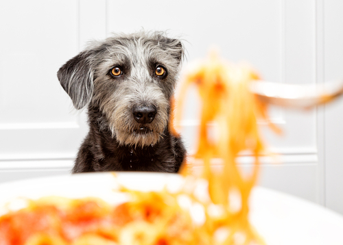 An Airbnb Guest Said They Were Fed Dog Food Spaghetti By The Owner Of The Property and I Just Can’t Deal
