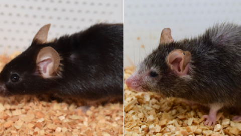 The ‘Benjamin Button’ Effect Might Soon Be A Real Thing. Scientists Can Now Reverse The Aging Process In Mice.