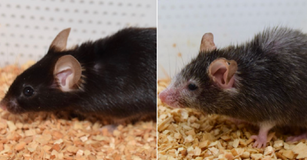 The ‘Benjamin Button’ Effect Might Soon Be A Real Thing. Scientists Can Now Reverse The Aging Process In Mice.