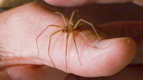Here’s How To Recognize A Brown Recluse Spider So That You Can Stay Safe