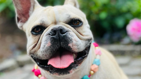 French Bulldog Theft Is Apparently Now A Thing So Watch Your Dogs Closely