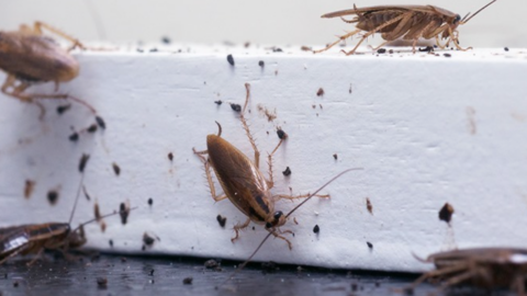 This Company Will Pay You $2,000 To Release 100 Cockroaches Into Your Home and Um, Eww