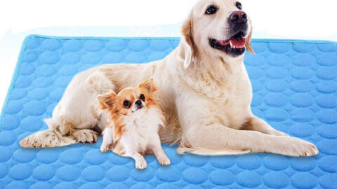 This Cooling Mat Absorbs Heat to Keeps Your Pets Cool During the Summer