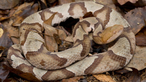 It’s Copperhead Season. Here’s What You Need To Know.