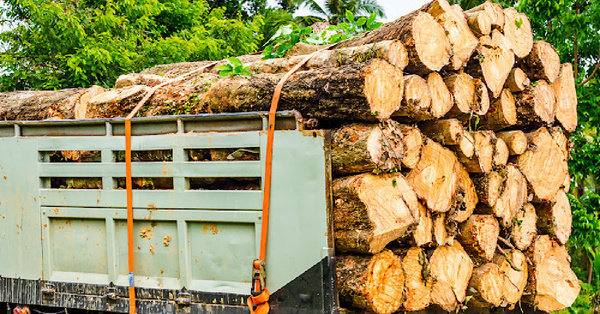 Lumber Prices Are Tanking As Housing Prices Are Skyrocketing And Honestly, I Just Want A Bigger House