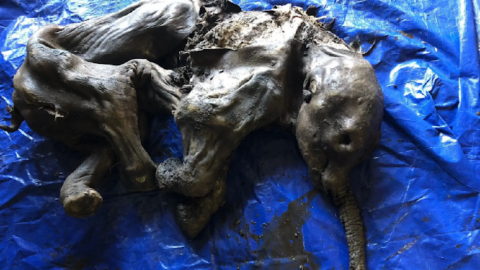 An Intact Mummified Baby Woolly Mammoth Was Found And It Is Pretty Amazing