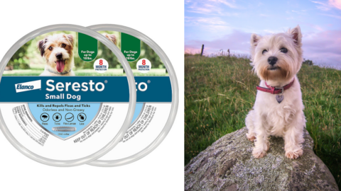 People Are Wanting A Recall Issued for Seresto Flea And Tick Collars After 2,500 Pets Have Died