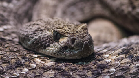 Sonic Employees Find A Giant Snake Behind The Deep Fryer and I Would Have Panicked